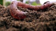 Ein Regenwurm © NDR/nonfiction planet 