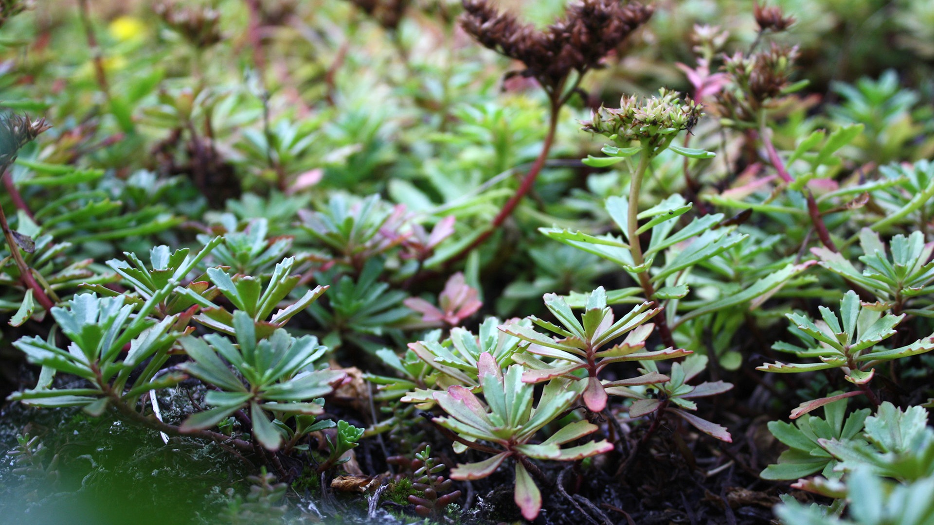 sedum - genügsame pflanzen für trockene standorte | ndr.de