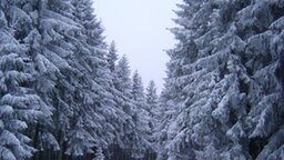 Tannen im Harzer Winterwald. Foto von Wolfhard Wendt aus Liebenau. © NDR 