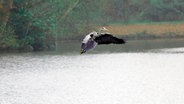 Ein Graureiher fliegt über einen See © NDR Foto: Silke Lorenz, Rastede