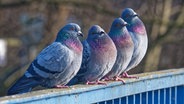 Tauben sitzen auf einem Geländer. © NDR Foto: Hans-Wilhelm Schrader