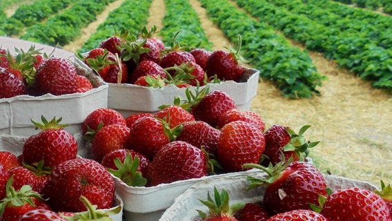 Erdbeeren in Schalen stehen vor einem Feld. © NDR Foto: Alfred Helmut Gogolin