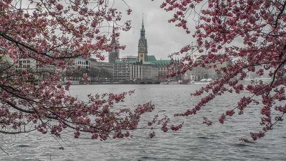 Kirschblüte an der Binnenalster in Hamburg. © Eduard Valentin Foto: Eduard Valentin