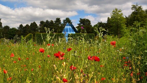 Blick über eine Blumenwiese vom Loki-Schmidt-Garten. © Andre Cunha Lima Foto: Andre Cunha Lima
