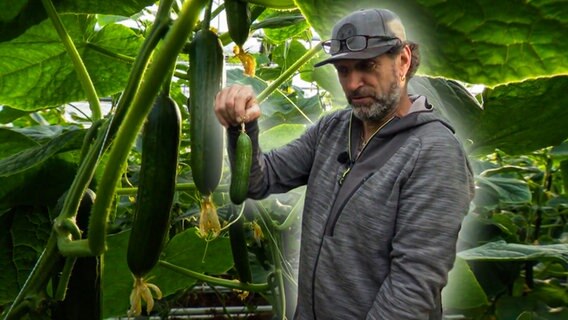 Ein Mann steht zwischen großen Pflanzen und hält eine Gurke in der Hand © NDR 