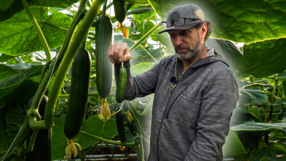 Ein Mann steht zwischen großen Pflanzen und hält eine Gurke in der Hand © NDR 