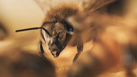 Eine Biene sitzt auf einer Blüte © Brian McClatchy Foto: Brian McClatchy