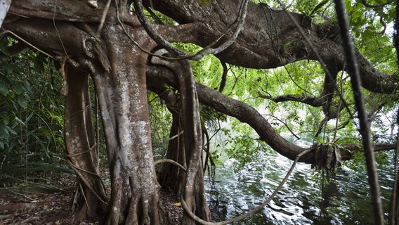 Eine großer Baum steht mit überhängenden Ästen an einem Fluss. © picture alliance / blickwinkel/K. Wothe Foto: K. Wothe