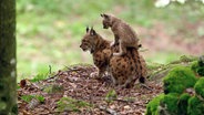 Die größte Wildkatze Europas, der Luchs, hat im Böhmerwald ein Territorium über die Staatsgrenze hinaus. © NDR 