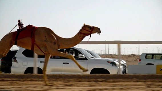 Kamelrennen sind Nationalsport in Katar. In der Rennsaison finden in Ash-Shahaniyah, Katars Kamel-Hauptstadt rund 40 Kilometer westlich von Doha, fast täglich Rennen statt. © NDR/elb motion pictures GmbH/Felix Korfmann 