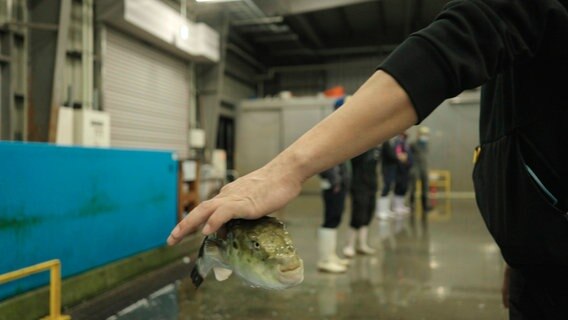 Fischhändler Hata ist Fugu-Experte und sucht nach ein paar besonders großen Exemplaren für seine exklusive Kundschaft. © NDR/Autentic/Jiro Akiba 