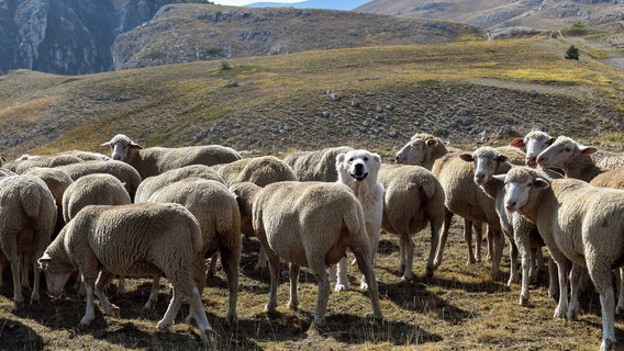 Inmitten der Schafherde der Hirtenhund der Apennins - der "Pastore Abruzzese". © NDR/SWR/Berlin Producers Media/Gero von Schneider-Marientreu 