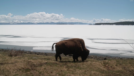 Bison am vereisten Yellowstone Lake. © NDR 