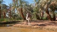 Oasen sind die Lebensadern der Menschen in der Wüste, ihre Wasservorräte werden seit Jahrhunderten genutzt. © NDR/Vincent Productions 