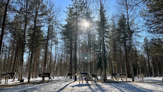 Hanna Mikkola’s Rentiere bewegen sich frei im Birkenwald und ernähren sich von den nahrhaften Flechten und Stroh. © NDR/Florianfilm 