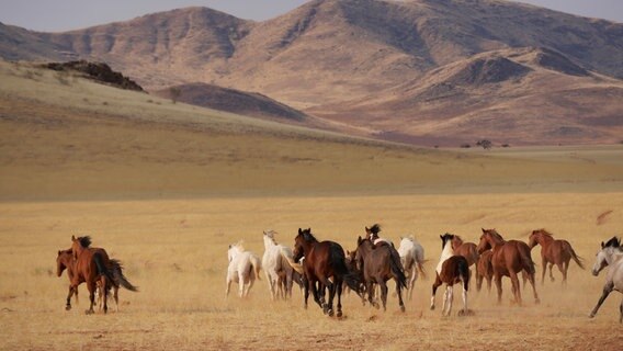 In der südlichen Namib leben noch Pferde in völliger Freiheit, ohne Kontakt zum Menschen. Farmer Wulff Izko kreuzt die Wildpferde mit europäischen Rassen, um geeignete Reittiere für seine Wüstenfarm zu erhalten. © NDR/Extravista/Erik Lötsch 