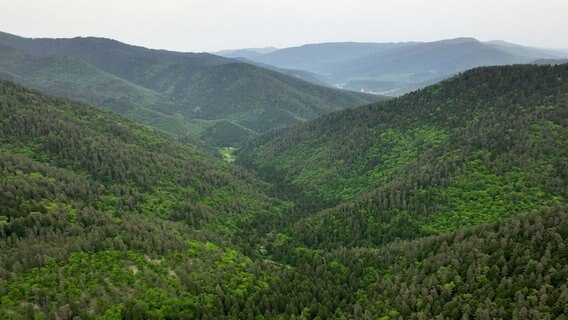 Grüne Schluchten und Wälder erstrecken sich bis zum Horizont im Nationalpark Bordschomi-Charagauli. Seit 2001 ist das Gebiet Georgiens erster Nationalpark. Viele seltene, endemische Reliktflora und gefährdete Fauna finden sich hier. © NDR/Felix Korfmann 