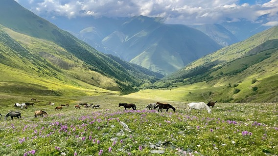 Diese Aussicht dürfen die Pferdeherden des Nomaden Giga Charkelauri jeden Sommer genießen. Sie grasen weit oben im Kaukasus und bringen hier ihre Fohlen zur Welt. © NDR/Felix Meschede 