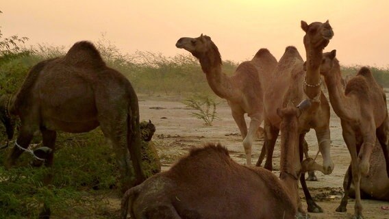 Eine NGO lädt einmal im Jahr zum Kamelfest: Wettscheren, Wettmelken, Prämie für das schönste Kamel. © NDR/Eikon Media GmbH/Ralf Quibeldey 
