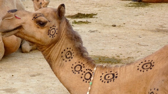 Geschmücktes Kamel auf dem Kamelfest in der Wüste. © NDR/Eikon Media GmbH/Ralf Quibeldey 