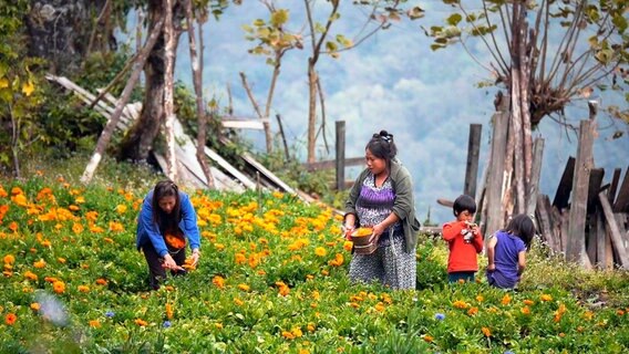 Die reinsten Blüten der Welt werden im Hochland Bhutans geerntet. © NDR/Irja von Bernstorff/Sonam Rinzin 