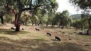 Die schwarzen iberischen Schweine in den Korkeichenwäldern Andalusiens fressen ausschließlich Eicheln. Sie liefern den berühmten Pata-Negra-Schinken, eine sündhaft teure Delikatesse. © NDR/planetfilm/Claudia Rauch 