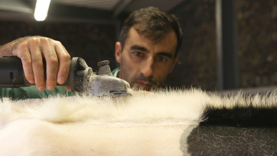 Bauer Henrique Lourenço frisiert seine Kuh Gloria, die dann besser zu verkaufen ist. © NDR/planetfilm/Juanma Carmona 