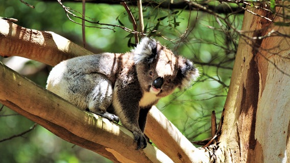 In den Eukalyptuswäldern entlang der Straße leben auch Koalas. © NDR/PARNASS FILM/Sabine Pollmeier 