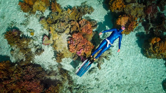 Anna von Boetticher taucht in einem Korallenriff auf Moorea. © NDR/Henning Rütten 