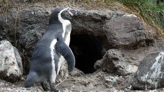 Humboldt-Pinguine nisten in Höhlen. © NDR / 