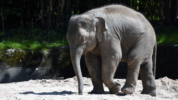 Ein Elefantenbaby im Tierpark Hamburg. © NDR / Doclights 