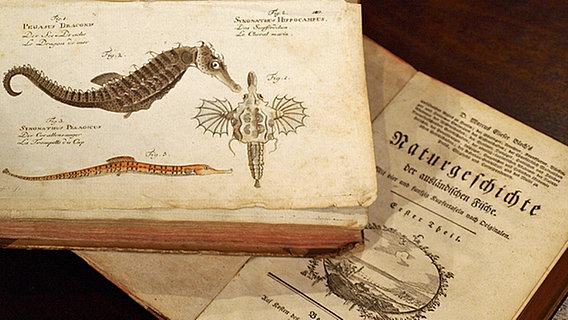 Das Fischbuch mit kolorierten Kupfertafeln stammt von Markus Elieser Bloch (1723-1799). © NDR 