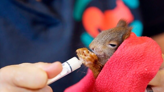 Ein Eichhörnchen wird mit einer Spritze gefüttert. © © NDR/nonfictionplanet 
