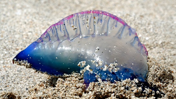 Eine Qualle, hier die Portugiesische Galeere am Strand. © NDR Foto: Elke Adam