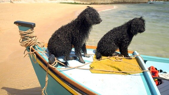 Über Generationen arbeiteten portugiesische Wasserhunde auf Fischerbooten: Auf dem Meer fühlen sie sich pudelwohl. © NDR/Jörg Hammermeister 