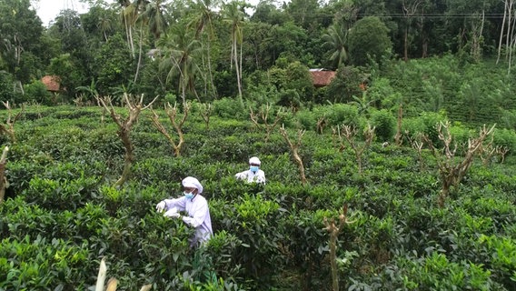 Sri Lanka hieß bis 1972 Ceylon: Der gleichnamige Tee hat die Insel berühmt gemacht, besonders wertvolle Sorten wie der "Weiße Tee" werden auf den Plantagen mit goldenen Scheren von den Büschen geschnitten. Sri Lanka hieß bis 1972 Ceylon: Der gleichnamige Tee hat die Insel berühmt gemacht, besonders wertvolle Sorten wie der "Weiße Tee" werden auf den Plantagen mit goldenen Scheren von den Büschen geschnitten. © NDR/nonfictionplanet/Dragomir Radosavljević