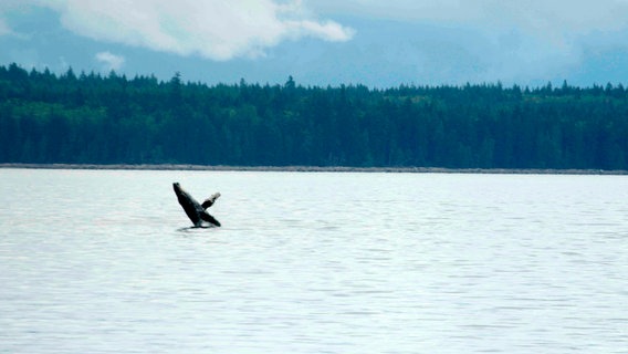 Der große Nahrungsreichtum in der Küstenregion von Vancouver Island zieht viele Wale an. Der rege Schiffsverkehr ist gefährlich für die majestätischen Tiere: Viele Buckelwale wurden bereits durch Schiffsschrauben verletzt. Der große Nahrungsreichtum in der Küstenregion von Vancouver Island zieht viele Wale an. Der rege Schiffsverkehr ist gefährlich für die majestätischen Tiere: Viele Buckelwale wurden bereits durch Schiffsschrauben verletzt. © NDR/nonfictionplanet/Eddy Zimmermann