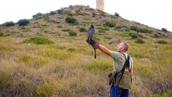 Auf der Isla del Barón im Mar Menor, seit Generationen im Privatbesitz einer adeligen Familie, werden Falken gezüchtet. © NDR/nonfictionplanet/Manfred Uhlig 