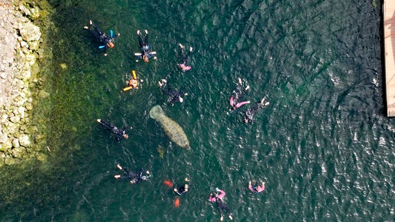 Seekühe sind extrem neugierig und kennen kaum Scheu vor Menschen. In Crystal River gibt es zahlreiche Anbieter von "Swim with Manatees"-Touren. © NDR/Johannes Rudolph 