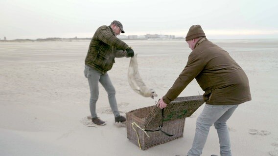 Ein beherzter Griff und ab in den Korb: Per Fähre kommen die erkrankten Tiere dann zur Seehundstation aufs Festland. © NDR / Eddy Zimmermann 