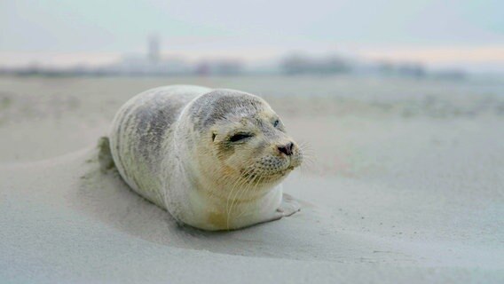 Ein kleiner Seehund liegt verlassen am Strand von Borkum. © NDR / Eddy Zimmermann 