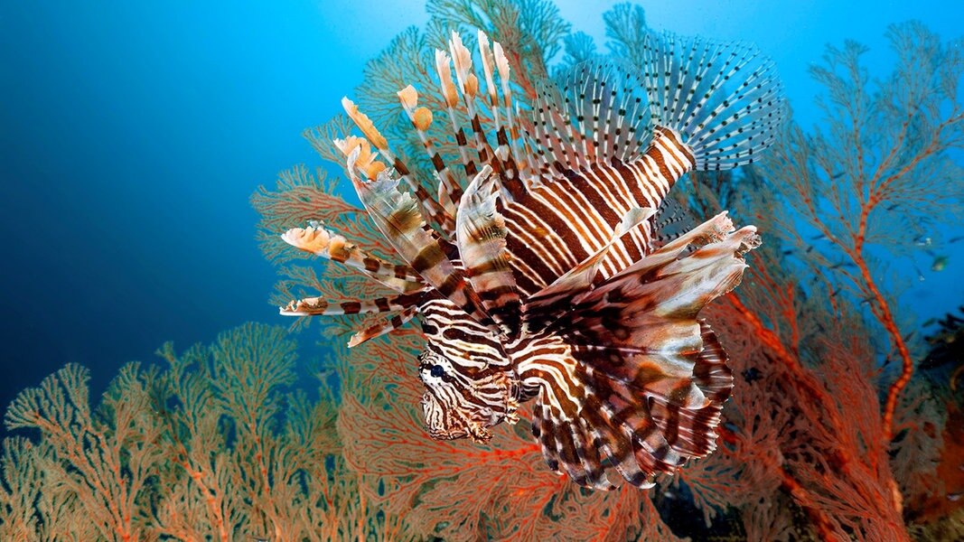 Meereswunder Am Reef Sendungen TV Fernsehen Australiens Barrier - A-Z - Great | NDR.de - - Mare