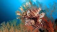 Indischer Rotfeuerfisch (Pterois miles), vor Knotiger Seefächer (Melithaea ochracea), Gorgonie, rot, Pazifik, Great Barrier Reef, Unesco Weltnatuerbe, Australien, Ozeanien © picture alliance / imageBROKER | Norbert Probst 