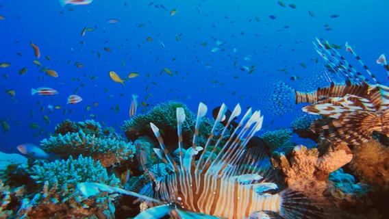 Australiens Meereswunder - Am Great Barrier Reef | NDR.de - Fernsehen -  Sendungen A-Z - Mare TV