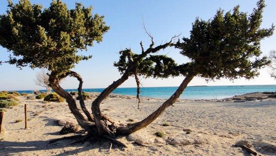 Sagenumwobenes Kreta: Von den Einwohnern wird das Eiland auch Insel der Götter genannt. © NDR/Florian Melzer 