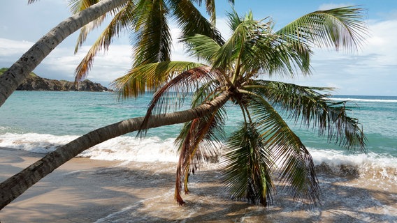 Ein Strand mit Palmen auf der Insel Martinique. © NDR/Florian Melzer 
