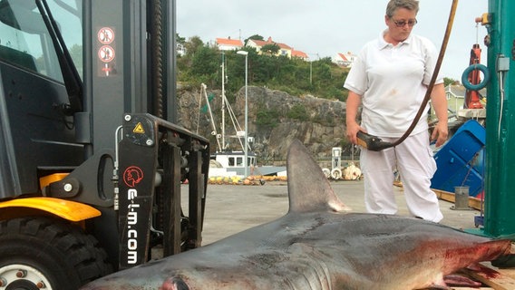 Kleine Sensation: Fischer Øystein Salomonsenhat hat einen Heringshai im Netz. © NDR/Sebastian Lindemann 