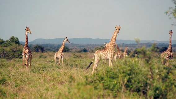 Der iSimangaliso Wetland Park mit Giraffen. © NDR/nonfictionplanet/Steven Galling 