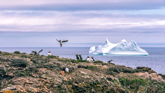 Den Sommer über treiben gelegentlich Eisberge vor der zerklüfteten Küste Neufundlands. Sie ziehen unzählige Touristen an. © NDR/nonfictionplanet/Harrison Haines 