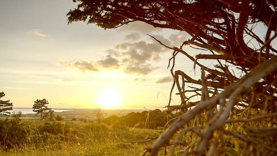 Die rund 218 Quadratkilometer große Insel Møn liegt südlich von Dänemarks größter Insel Seeland. Auch der Maler Caspar David Friedrich ließ sich vom einzigartigen Licht und von der Schönheit der Insel inspirieren. © NDR/Florian Melzer 